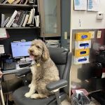 VCA Park Cities Animal Hospital