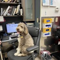 VCA Park Cities Animal Hospital ico