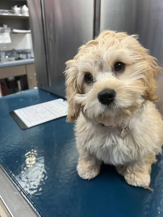 VCA Park Cities Animal Hospital Picture 3