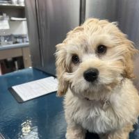 VCA Park Cities Animal Hospital ico