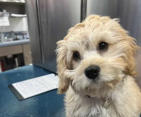 VCA Park Cities Animal Hospital