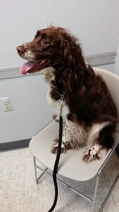 Dine Veterinary Hospital Picture 2