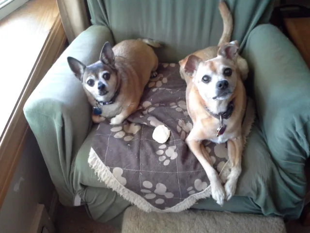 Dine Veterinary Hospital Picture 6
