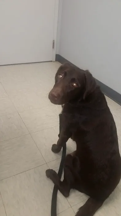 Dine Veterinary Hospital Picture 9