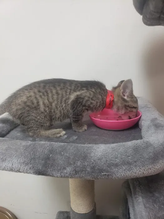 Banfield Pet Hospital Picture 6