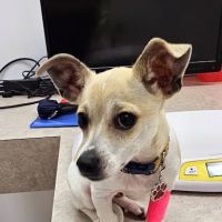 Sharp Animal Hospital ico