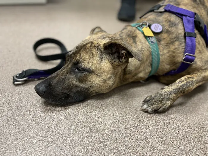 Berkley Animal Hospital Picture 1