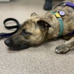 Berkley Animal Hospital