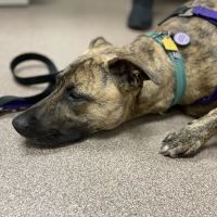 Berkley Animal Hospital ico