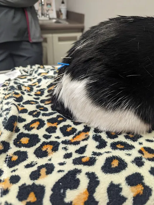 Berkley Animal Hospital Picture 2