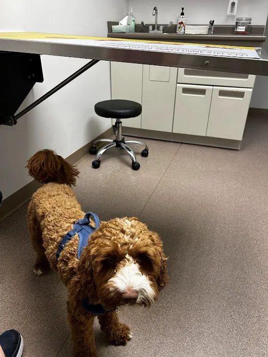 Berkley Animal Hospital Picture 4