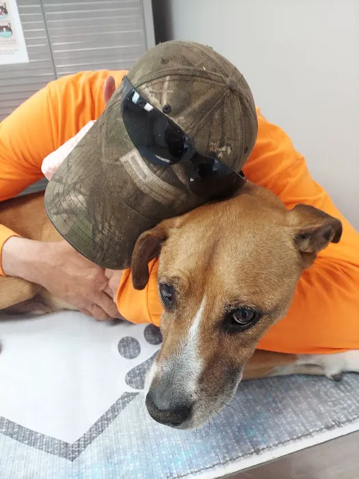 Berkley Animal Hospital Picture 10