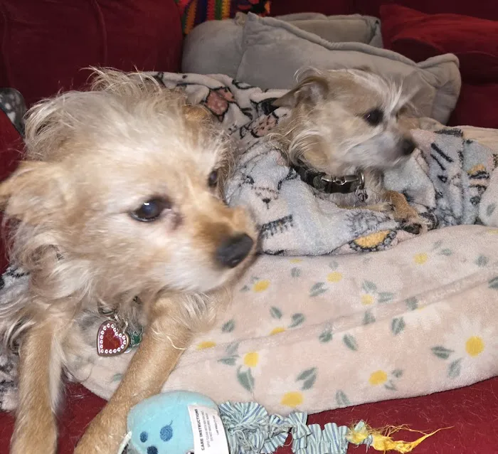 9 Tel Animal Hospital Picture 8