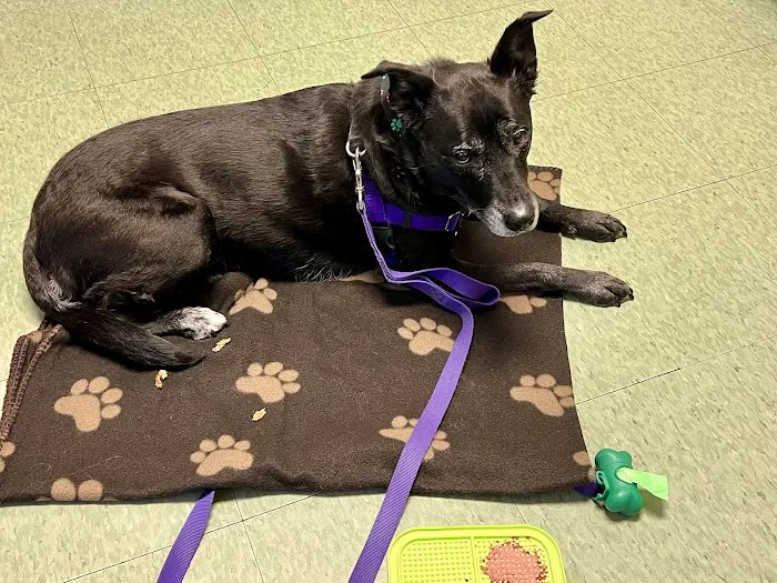 Greenfield Animal Hospital Picture 3