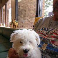 Greenfield Animal Hospital ico
