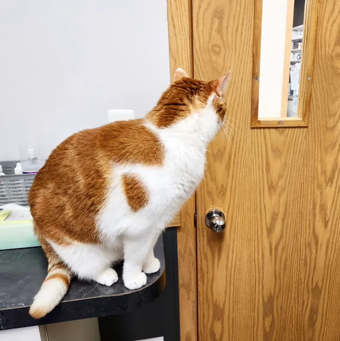 Greenfield Animal Hospital Picture 4