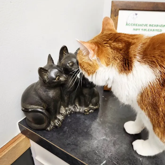 Greenfield Animal Hospital Picture 10