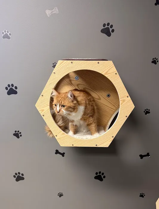 Pet Urgent Care Picture 7