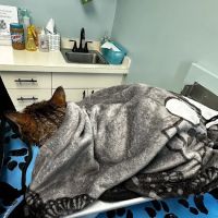 Hamilton Animal Hospital ico