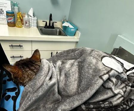 Hamilton Animal Hospital