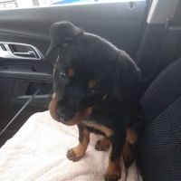 Animal Wellness Clinic of Troy ico