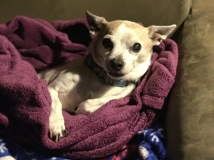 Belle Forest Animal Hospital Picture 1