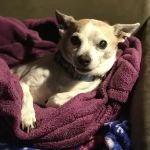 Belle Forest Animal Hospital