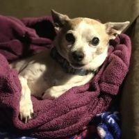 Belle Forest Animal Hospital ico