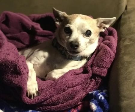 Belle Forest Animal Hospital