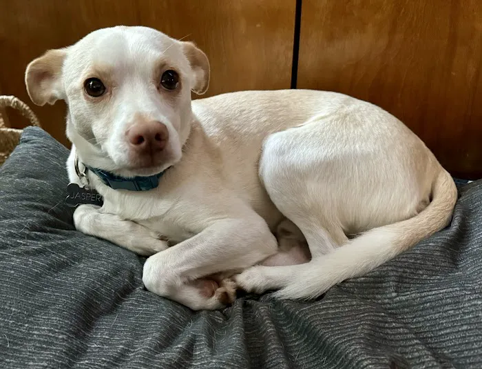 Belle Forest Animal Hospital Picture 5