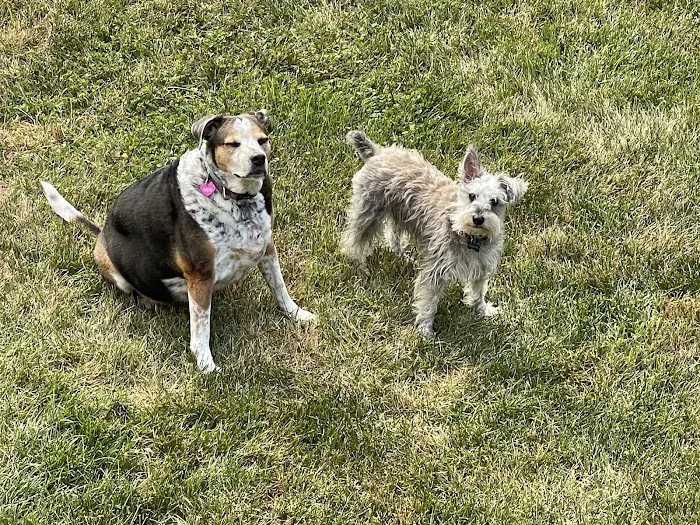 Belle Forest Animal Hospital Picture 6