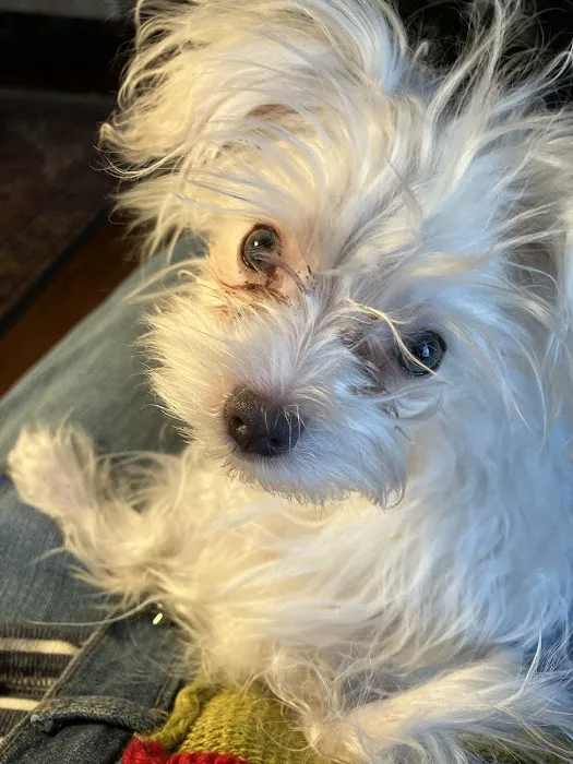 Belle Forest Animal Hospital Picture 9