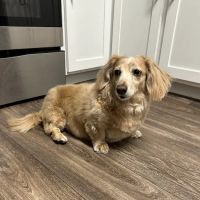 Bellevue Animal Hospital ico