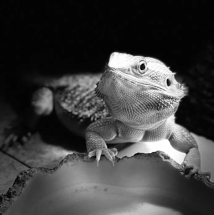 Family And Friends Veterinary Care Picture 3