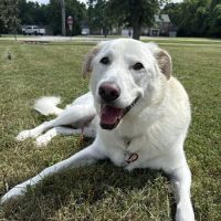 Banfield Pet Hospital ico