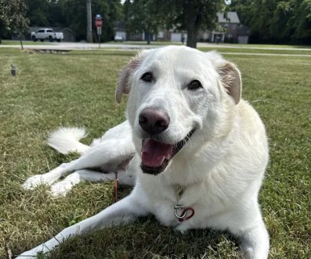 Banfield Pet Hospital