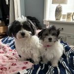 PetVet Vaccination Clinic