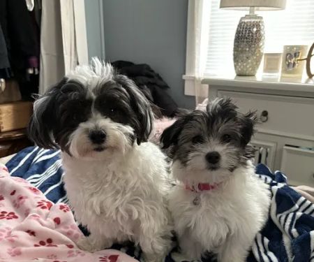 PetVet Vaccination Clinic