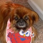 Goodlettsville Animal Hospital