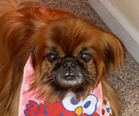 Goodlettsville Animal Hospital