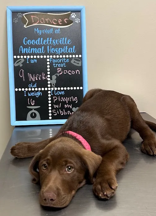 Goodlettsville Animal Hospital Picture 7