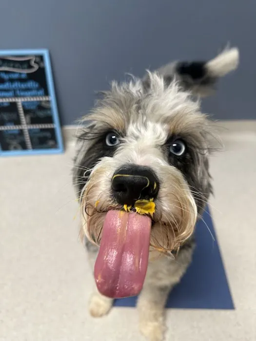Goodlettsville Animal Hospital Picture 5