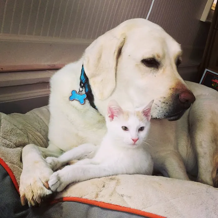 Goodlettsville Animal Hospital Picture 9