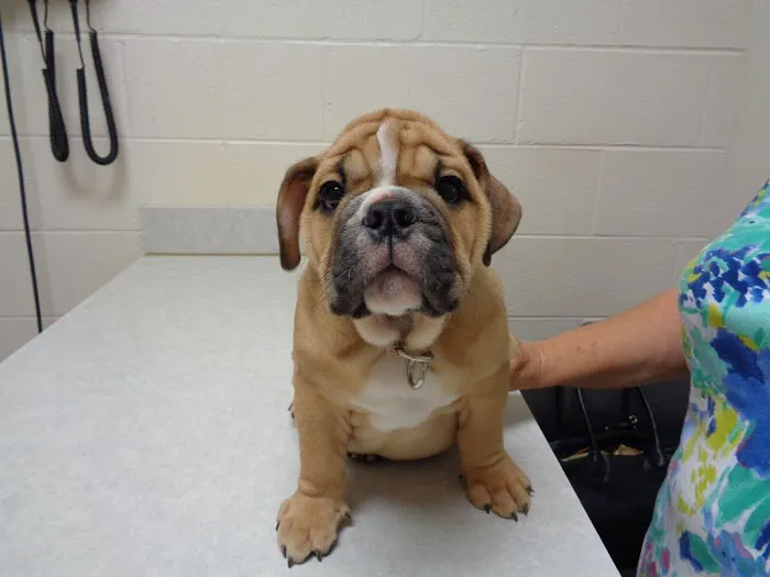Goodlettsville Animal Hospital Picture 8