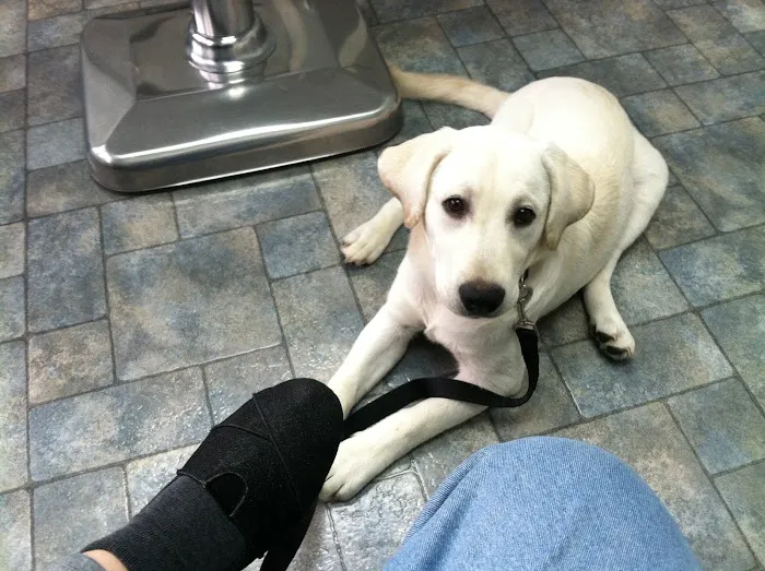 Root Animal Clinic Picture 1