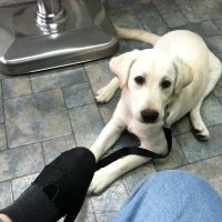 Root Animal Clinic ico