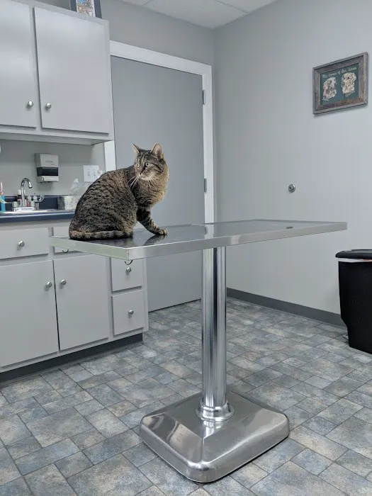 Root Animal Clinic Picture 5