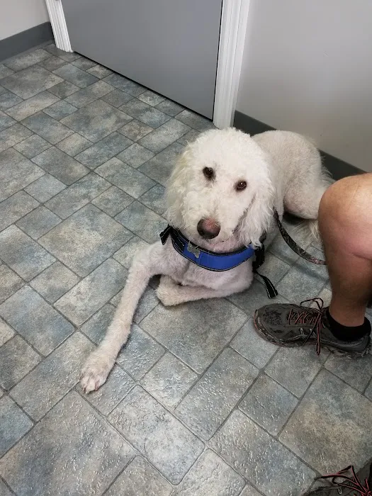 Root Animal Clinic Picture 10