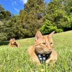 North Nashville Animal Hospital