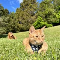 North Nashville Animal Hospital ico